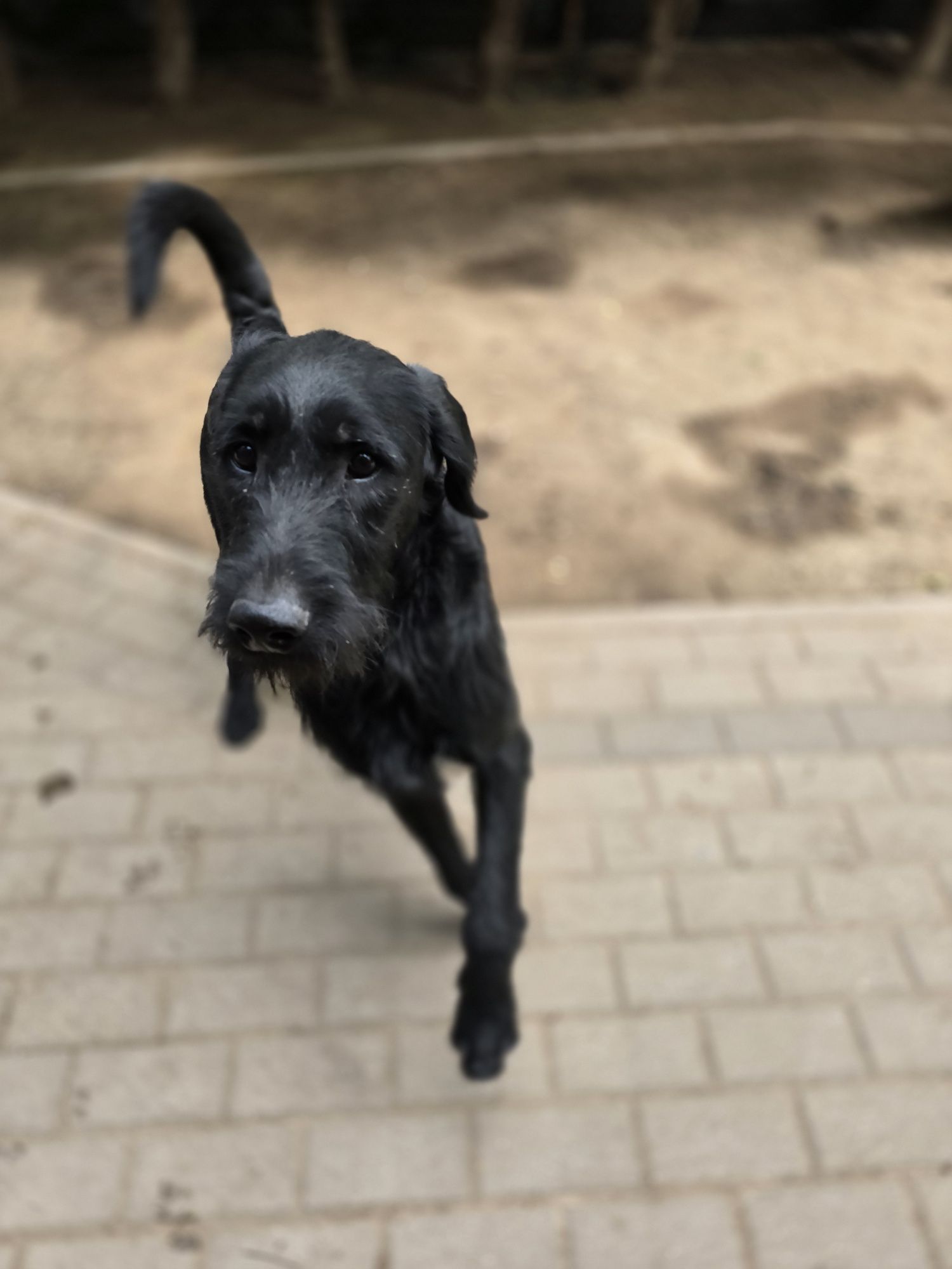 Labradoodle/ chłopczyk