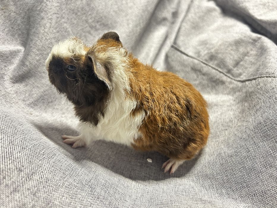 Sprzedam. Świnka morska. Samiec