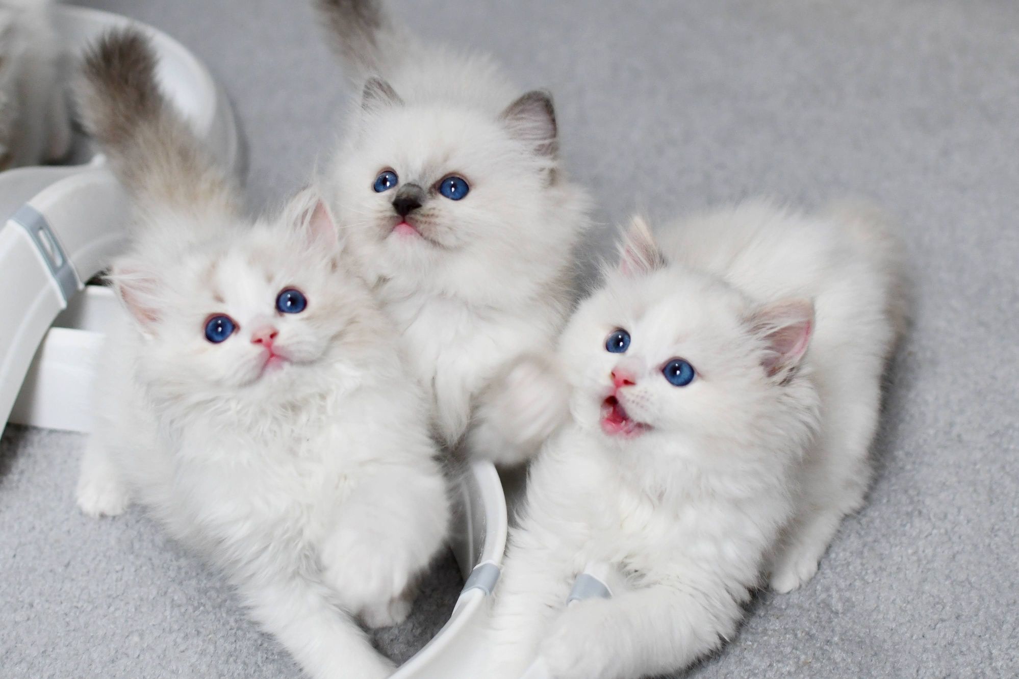 Przepiękna koteczka ragdoll seal torbie bicolor