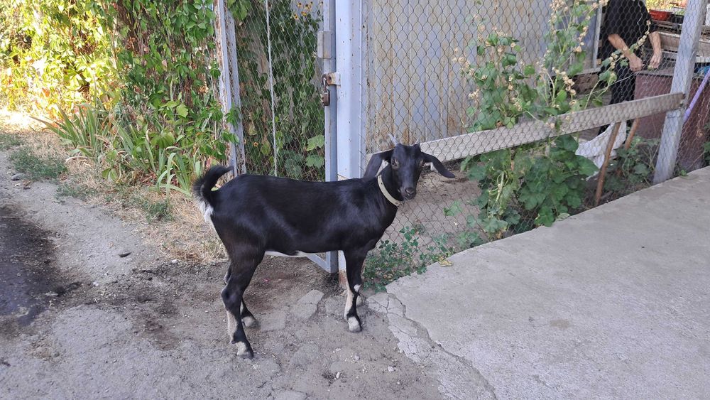 Козочка козеня дівчинка папа нубиец, мама высокодойная чешская бурая