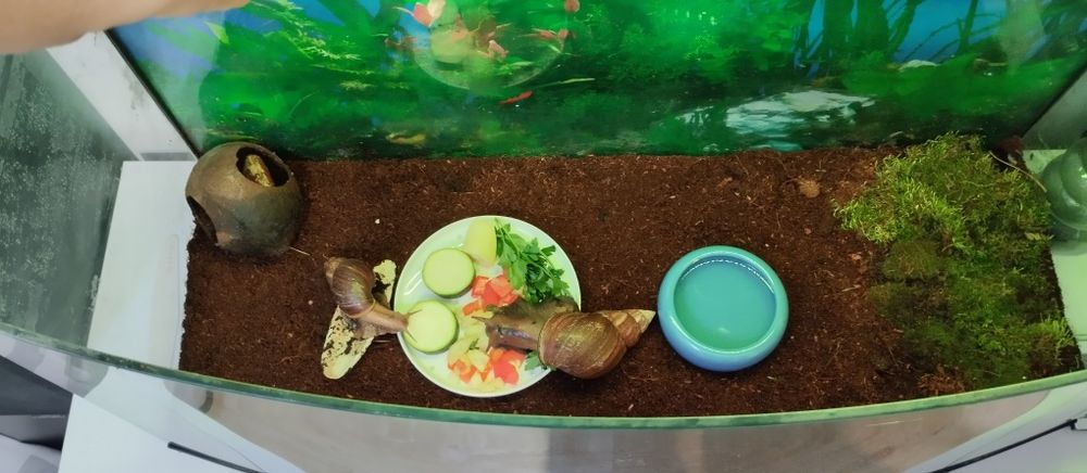 Sprzedam ślimaki afrykańskie z terrarium