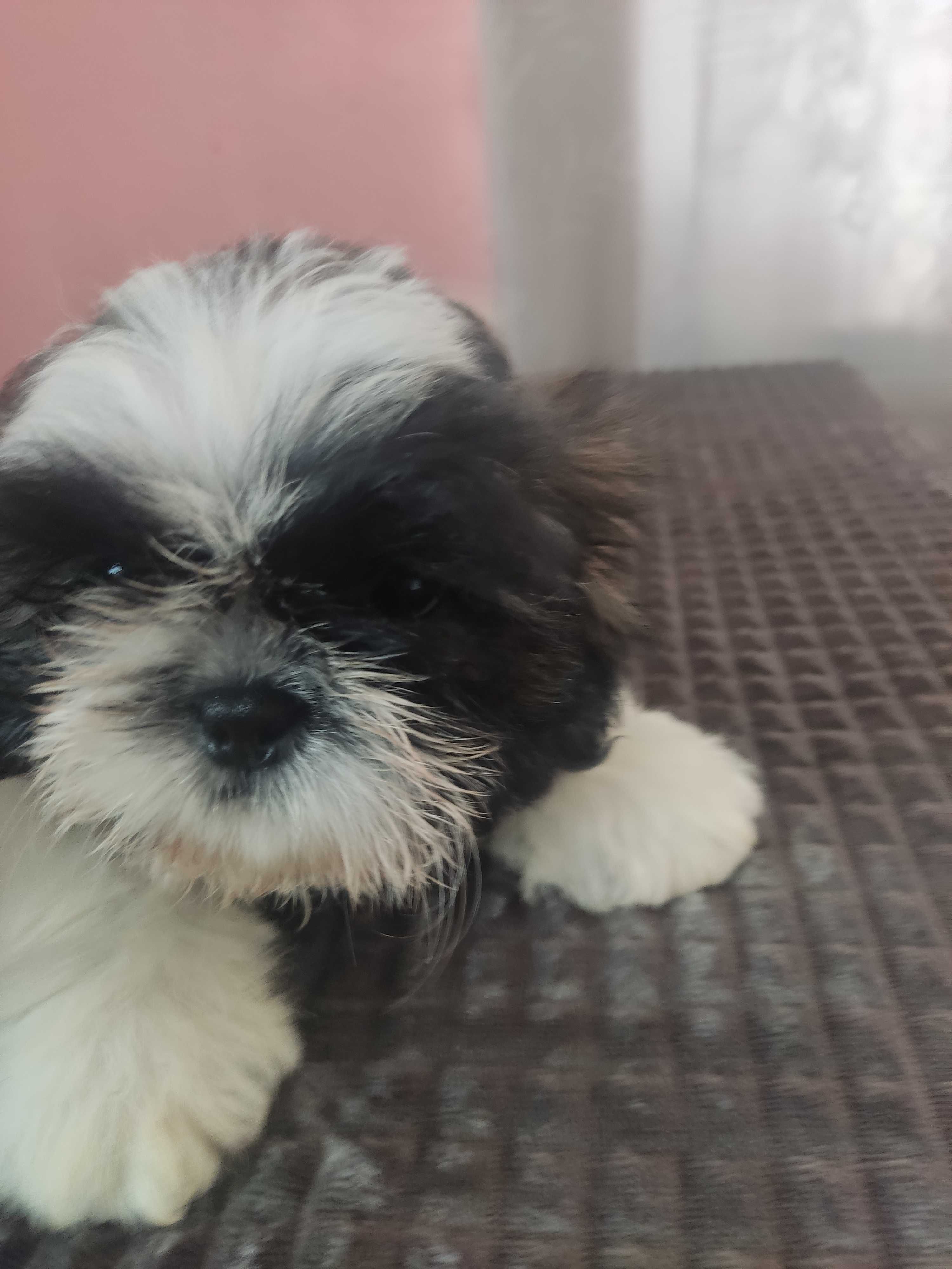 Piękny piesek shih tzu