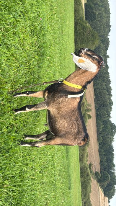 Kozioł koziołek cap anglonubijski pomorskie zaproponuj cene  zakacanie
