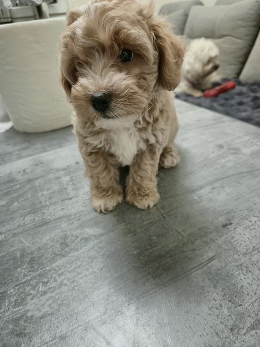 Maleńki chłopczyk  maltipoo F1