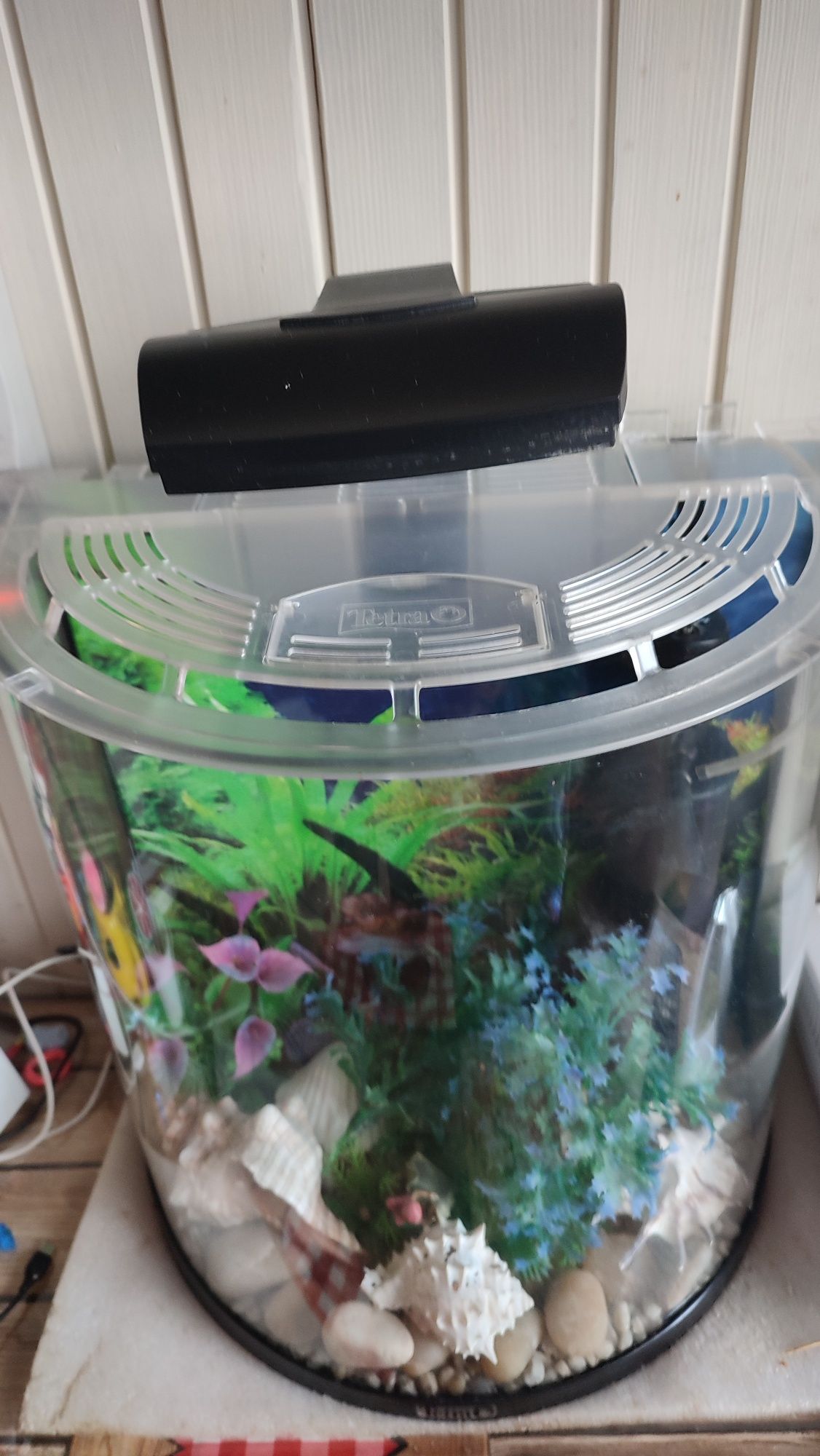 Akwarium firmy Tetra 30 l