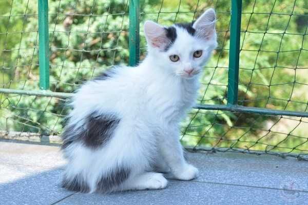 Azalia - urocza kotka szuka kochającego domku