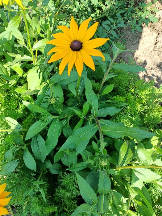 Rudbekia naga błyskotliwa omszona