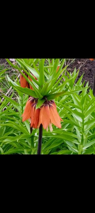 Рябчик,Фритиллярия -многолетник