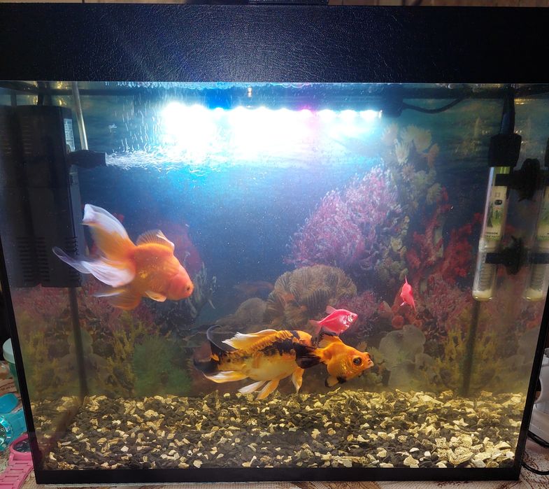 Продам Аквариум 40 литров. Самовывоз м.Холодная гора.