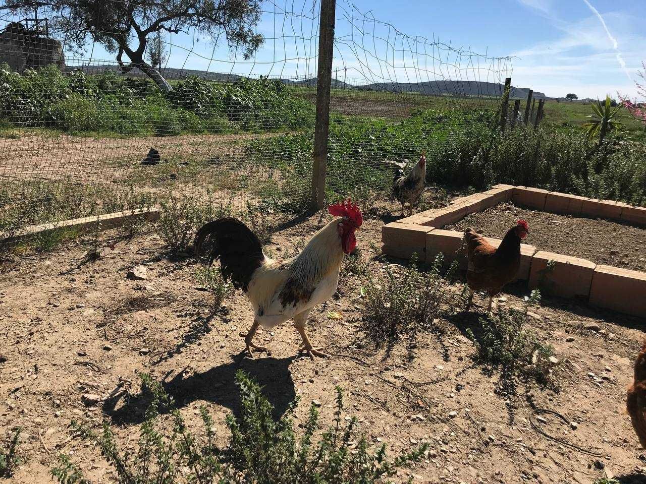 Galos para venda