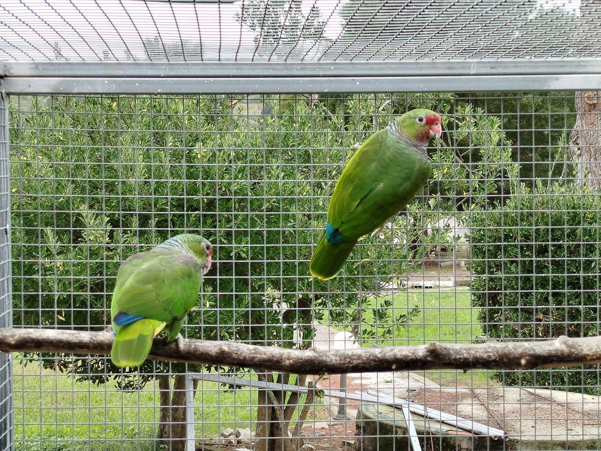 Aves para  Venda/Troca
