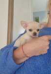 Piesek chihuahua