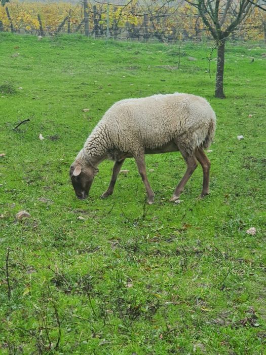 Ovelhas  para vender
