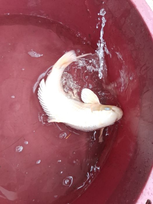 Carpa koi japonesa