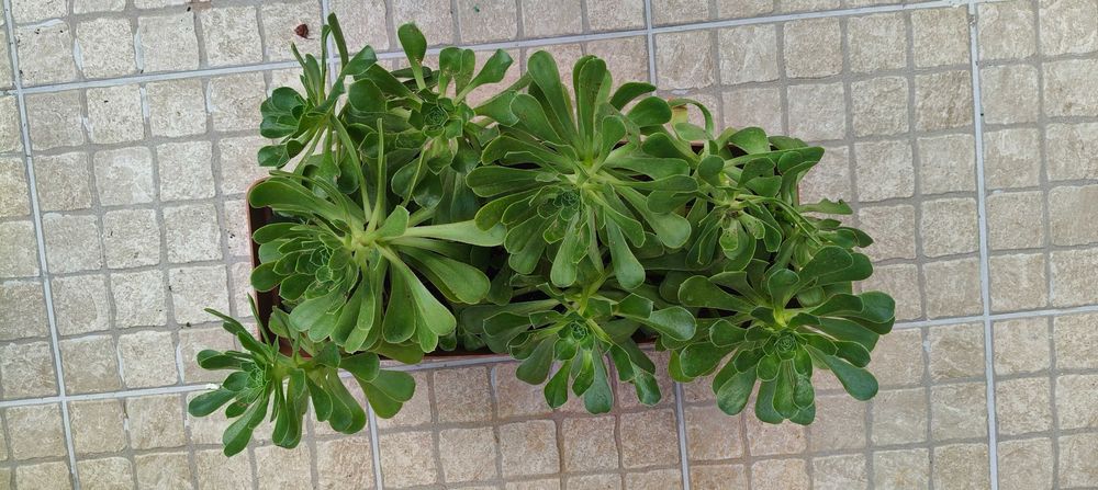 Planta Aeonium arboreum