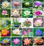 Flor de lótus cores sortidas