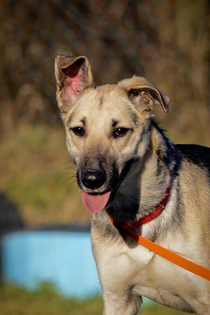 Świetna, przytulaśna,  przebojowa suczka do adopcji