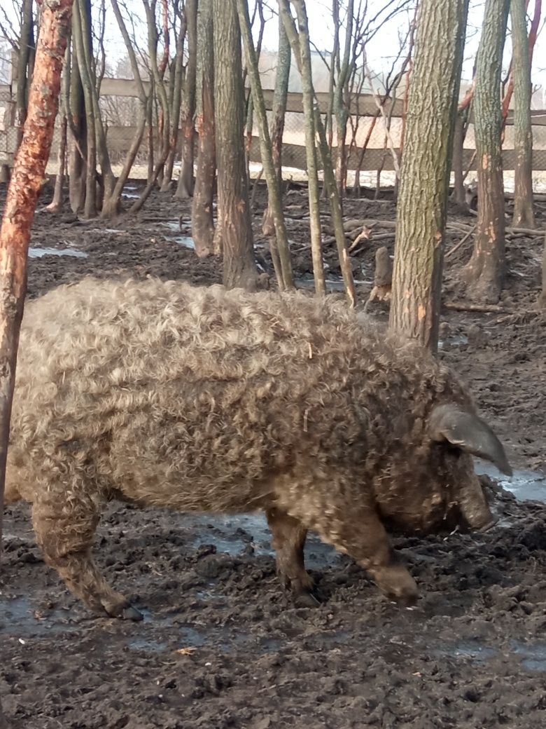 Чистокровні свинки венгерської пухової мангалиці