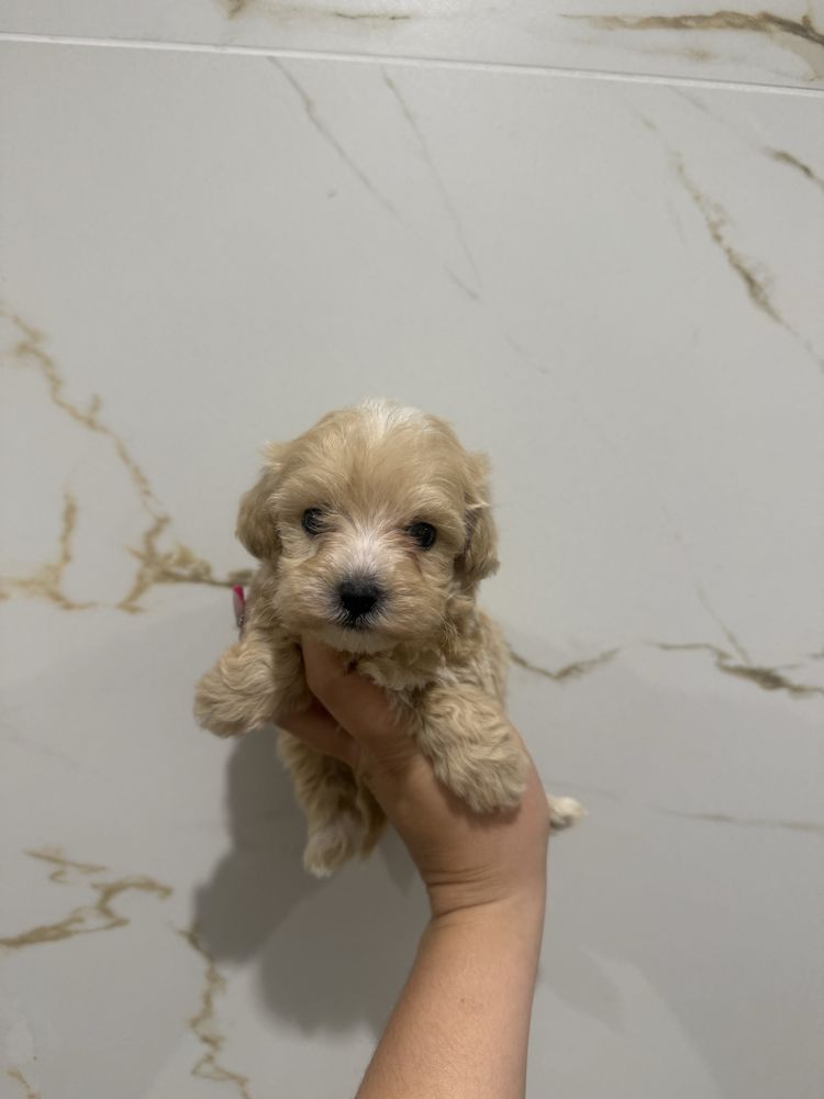 Maltipoo sunia maltanczyk pudel toy