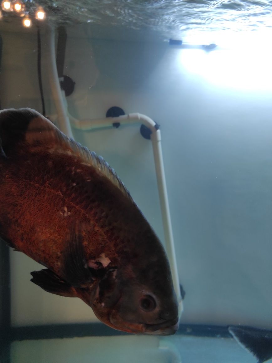 Peixe Oscar bronze