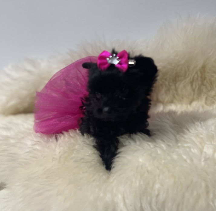 Czarna dziewczynka Yorkshire terrie