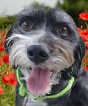 Mini piesek jak Hawańczyk Shihtzu szuka domu Mały pies adopcja Oddam
