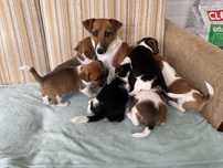 Jack Russel Terrier szczeniak z rodowodem