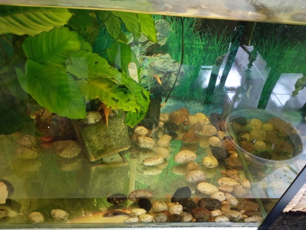 Aquário com peixes, plantas e ornamentos