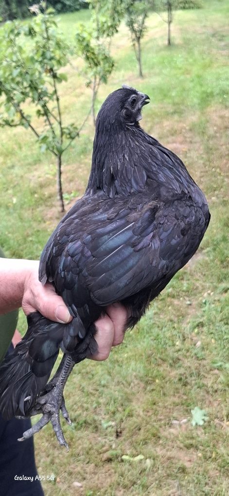 Kury ayam cemani