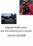 Zaginęła kotka zosia
