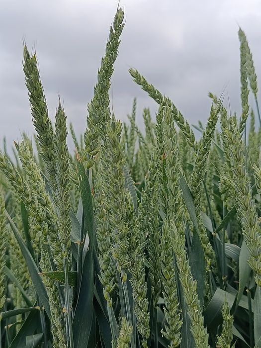 Насіння озимої пшениці Асорі, посівна пшениця