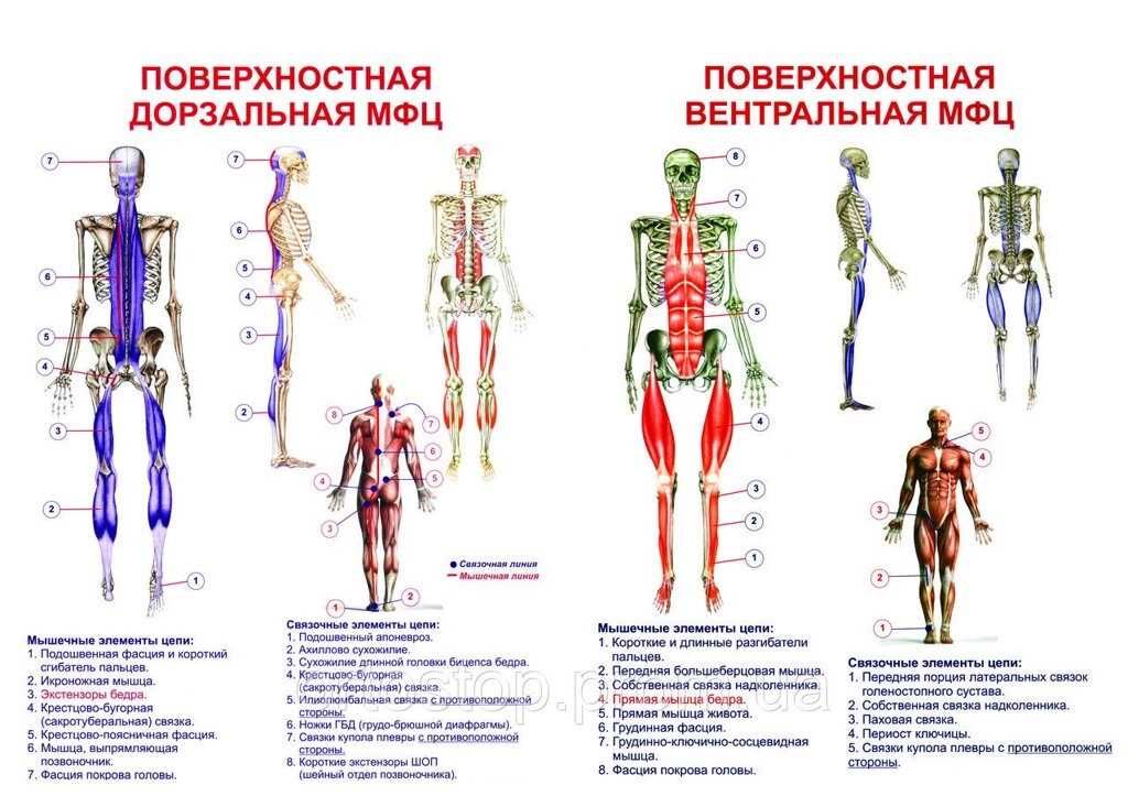 Плакат анатомический – мускулатура человека