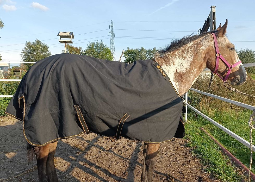 derka padokowa bucas 150g  145 cm