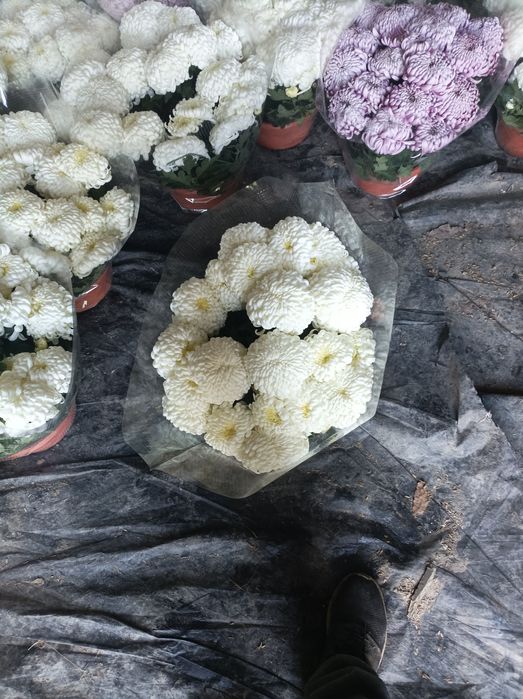 Chryzantemy hurt detal dowóz