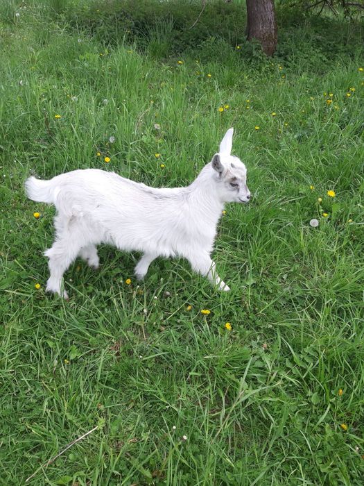 Продам козеня кізочка