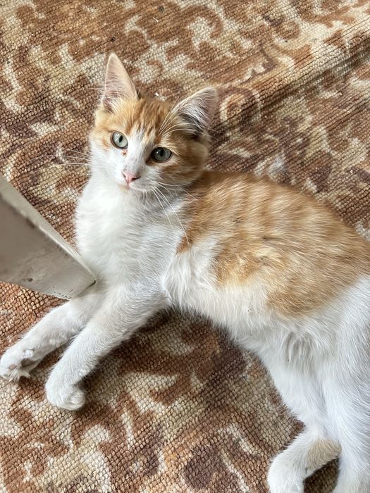Кіт рудий. Рыжий котик.