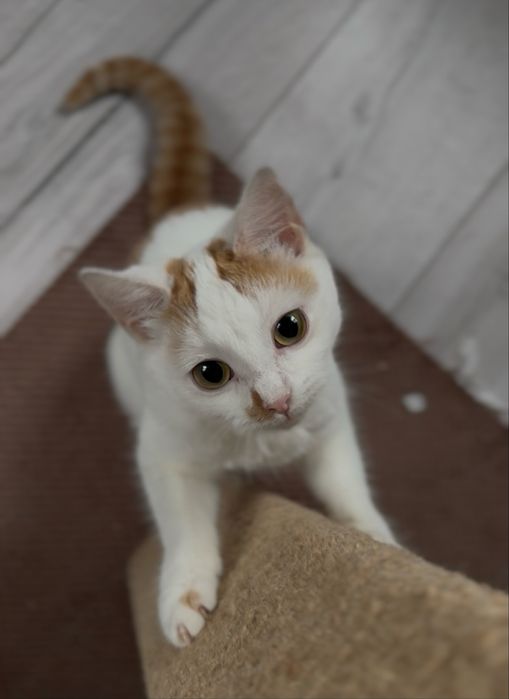 Миле кошеня в добрі руки