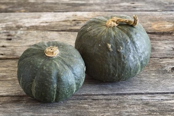 5 Sementes de Abóbora Delica - Cucurbita maxima