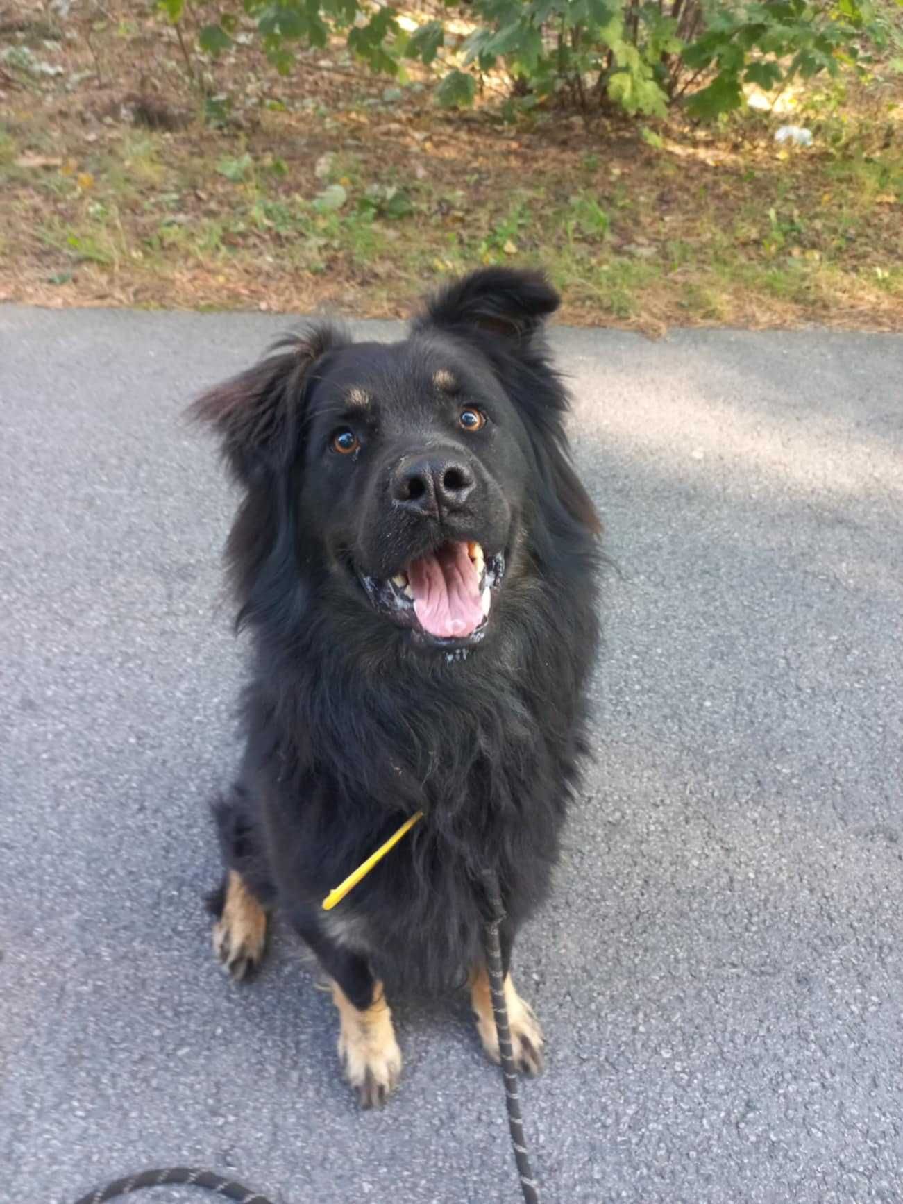 Duży długowłosy owczarek do adopcji, przyjazny do ludzi 3letni