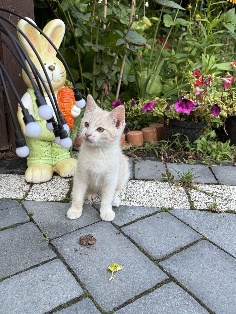 Kotek piekny bialy i szary
