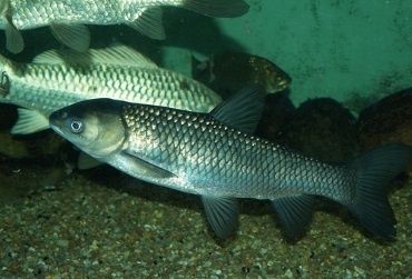 Amur, Tołpyga, karp