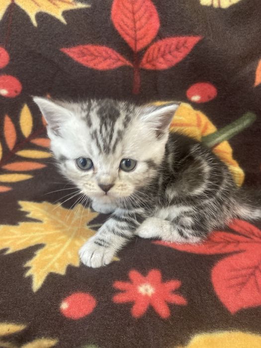 Шотландський хлопчик скотішстрайт,бронюванняй