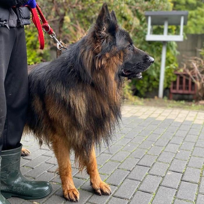 Piękny owczarek niemiecki Zeus do adopcji ze schroniska.