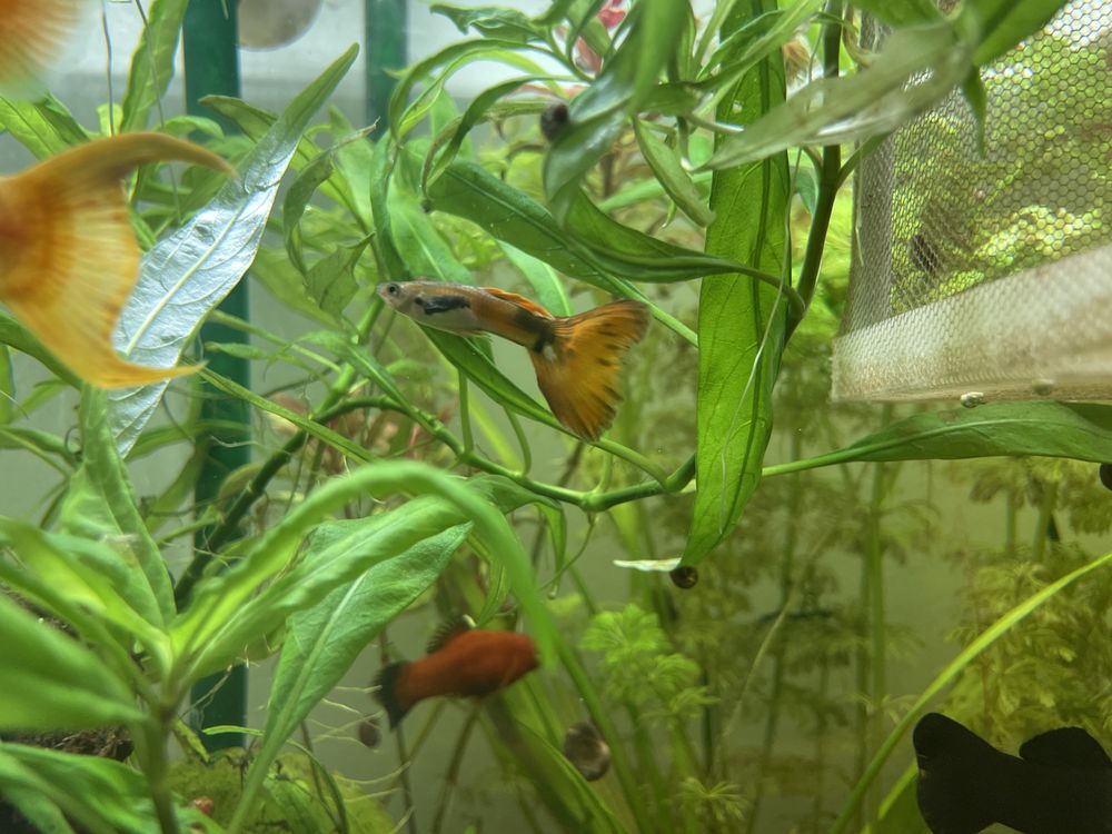 Peixes guppy sortidos