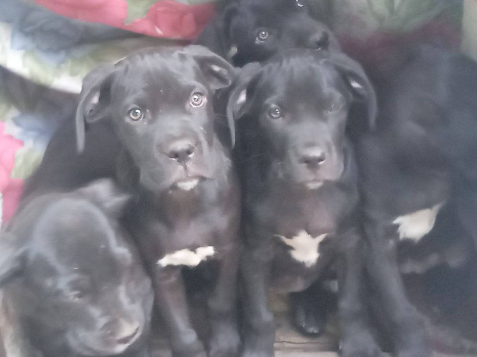 Продам цуценят Кане Корсо