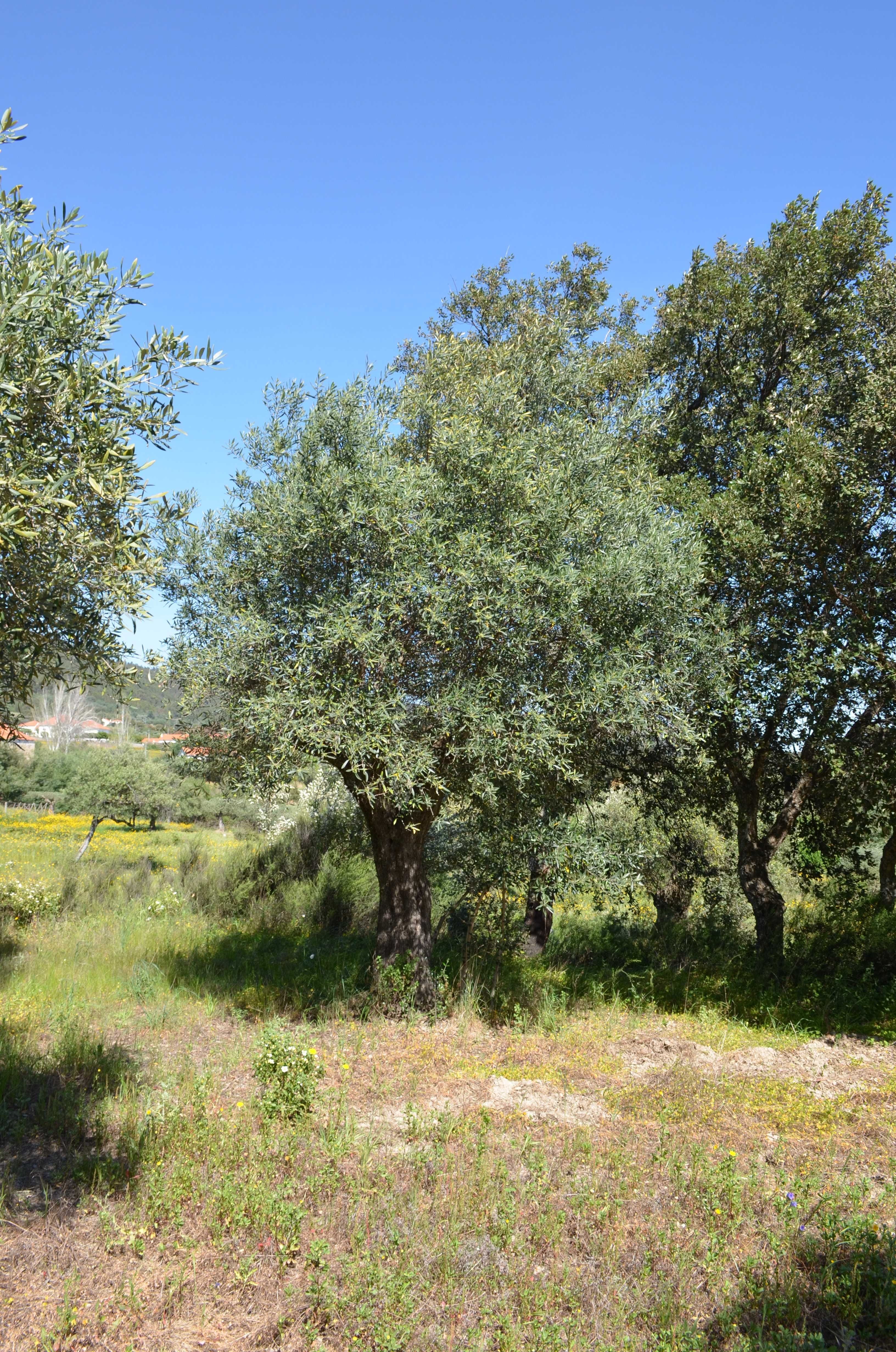 Árvores - Oliveiras antigas Fundão