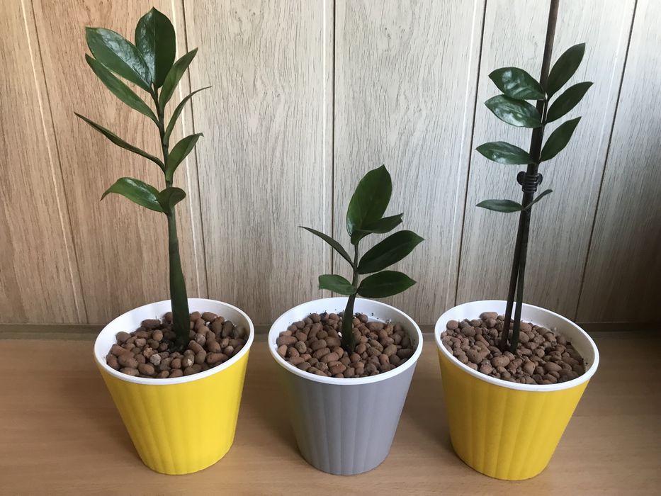 Кімнатні рослини Заміокулькас (8 шт.)