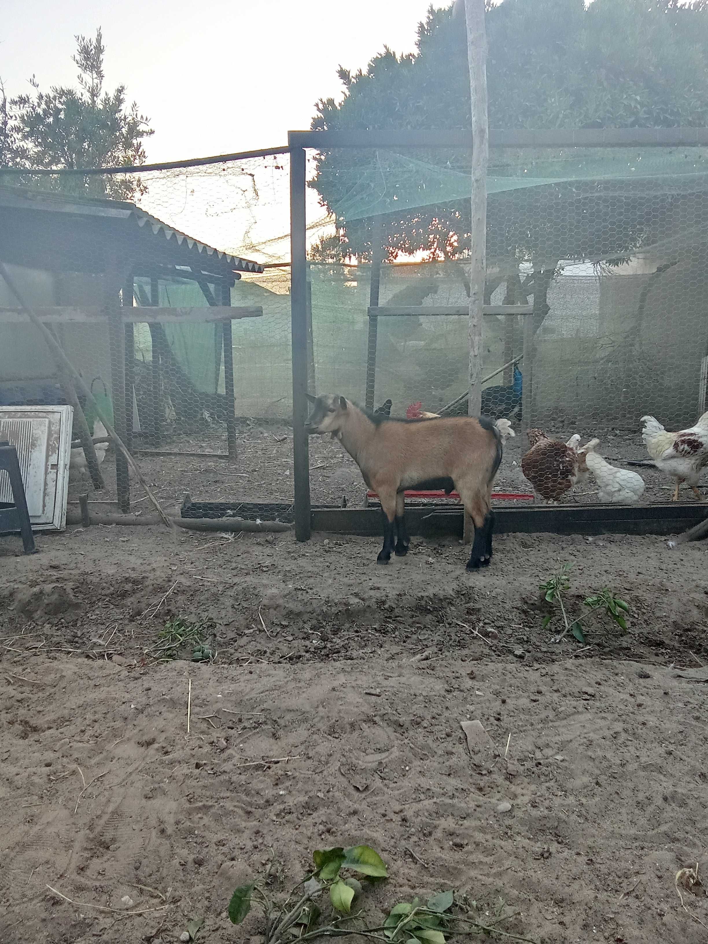 Vendo cabritos anões