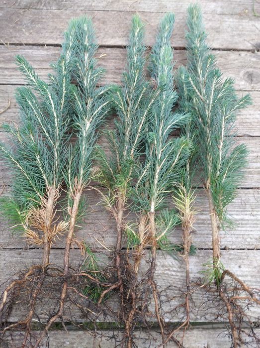 świerk srebrny wys 20-35 cm, sadzonki, choinka