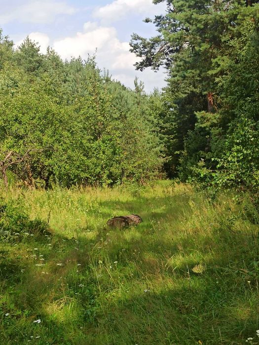 Sprzedam działkę w Rudniku Powiat Starachowicki  1.52 Ha